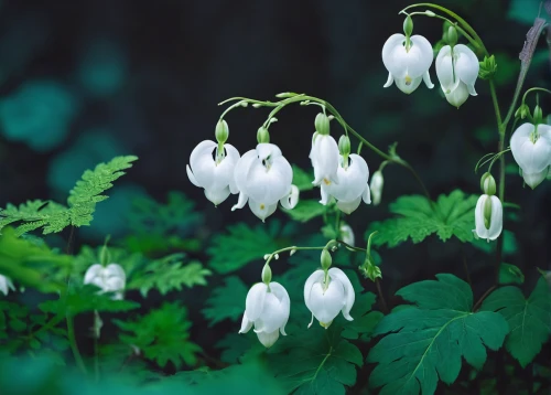 dicentra white,wood anemone,lamprocapnos spectabilis,twinflower,wood anemones,lilly of the valley,philadelphus erectus,snowdrop anemones,aquilegia japonica,bellflowers,bloodrootsanguinaria canadensis,bleeding heart,snowdrops,galanthus,trollius download,philadelphus coronarius,aquilegia olympic,columbines,snowdrop,lily of the valley,Photography,Documentary Photography,Documentary Photography 23