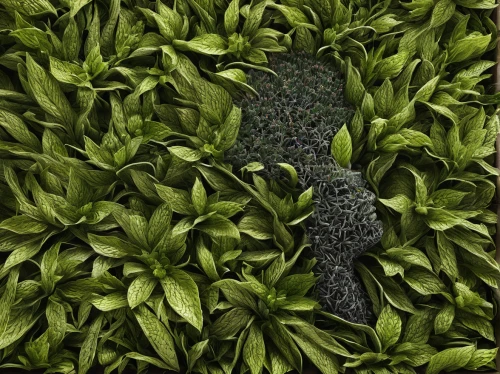 green wallpaper,background ivy,spring leaf background,gum leaves,tropical leaf pattern,green paprika,pepper plant,green leaves,leaf background,paisley digital background,persian lime,nettle leaves,green background,magnolia leaf,frog background,green bird,green leaf,serrano pepper,lemon wallpaper,camouflage,Photography,Artistic Photography,Artistic Photography 11