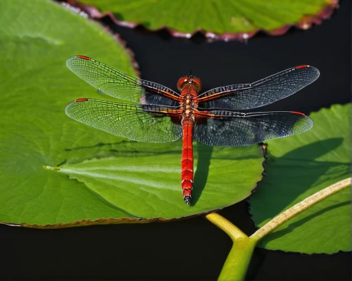 red dragonfly,spring dragonfly,trithemis annulata,damselfly,dragonfly,dragonflies and damseflies,dragon-fly,coenagrion,hawker dragonflies,dragonflies,red-cheeked,red fly,aix galericulata,elapidae,perched on a log,glass wings,red throat,lymantriidae,gonepteryx cleopatra,erinaceidae,Photography,Fashion Photography,Fashion Photography 18