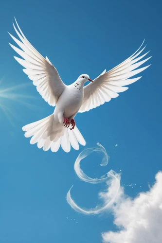 dove of peace,doves of peace,peace dove,white dove,holy spirit,fairy tern,angel wing,divine healing energy,white bird,doves,angel wings,dove,doves and pigeons,white eagle,arctic tern,beautiful dove,pentecost,little corella,white pigeon,fujian white crane,Photography,Artistic Photography,Artistic Photography 05