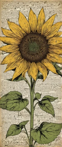 woodland sunflower,helianthus,sunflower paper,helianthus tuberosus,sunflower coloring,sunflowers and locusts are together,sunflower digital paper,helianthus occidentalis,perennials-sun flower,helianthus annuus,sunflower lace background,helianthus sunbelievable,sun flowers,sun flower,sunflowers in vase,sunflower,sunflowers,stored sunflower,vintage botanical,flower illustration,Illustration,Vector,Vector 21