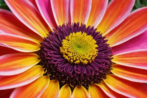 gazania,south african daisy,gerbera flower,orange dahlia,african daisy,colorful daisy,gerbera daisies,star dahlia,osteospermum,gerbera,purple chrysanthemum,celestial chrysanthemum,two-tone flower,echinacea,pink chrysanthemum,vancouver dahlia,filled dahlia,violet chrysanthemum,red chrysanthemum,asteraceae,Conceptual Art,Oil color,Oil Color 17