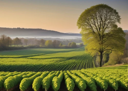 green landscape,vegetables landscape,green fields,farm landscape,tea field,aaa,field of cereals,fruit fields,landscape background,corn field,vegetable field,farmland,rural landscape,beautiful landscape,cultivated field,nature landscape,intensely green hornbeam wallpaper,spring leaf background,farm background,background view nature,Photography,Fashion Photography,Fashion Photography 08