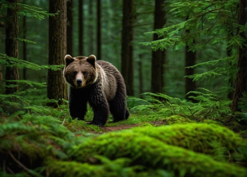 american black bear,brown bear,bear guardian,brown bears,grizzly bear,forest animal,black bears,nordic bear,grizzly cub,forest animals,great bear,vancouver island,grizzly,woodland animals,bear cub,grizzlies,wildlife,cute bear,bear,bear kamchatka,Photography,Artistic Photography,Artistic Photography 10