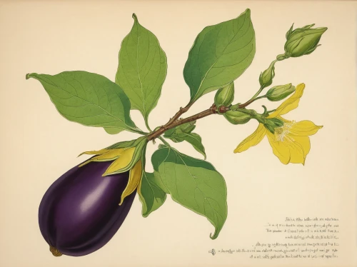 solanum melongena,solanum lycocarpum,bay-leaf,solanum,solanaceae,jasmine-flowered nightshade,davidson's plum,nightshade plant,ylang-ylang,solanum jasminoides,thunbergia grandiflora,barbary fig,flower illustration,medlar,european plum,illustration of the flowers,exotic cape gooseberry,the early gooseberry,philadelphus erectus,capsicum annuum,Illustration,Japanese style,Japanese Style 21