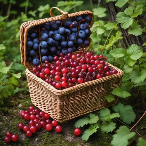 fresh berries,mixed berries,wild berries,basket of fruit,currant berries,johannsi berries,forest fruit,blackcurrants,black currants,berry fruit,berries,crate of fruit,rose hip berries,basket with apples,ripe berries,goose berries,red gooseberries,red currants,red berries,autumn fruits,Unique,Paper Cuts,Paper Cuts 01