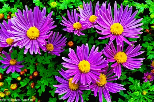 purple chrysanthemum,violet chrysanthemum,barberton daisies,european michaelmas daisy,tatarian aster,colorful daisy,autumn asters,african daisies,purple daisy,china aster,australian daisies,asters,perennial asters,mats flower purple and yellow,african daisy,new york aster,senetti,south african daisy,alpine aster,osteospermum,Conceptual Art,Daily,Daily 28