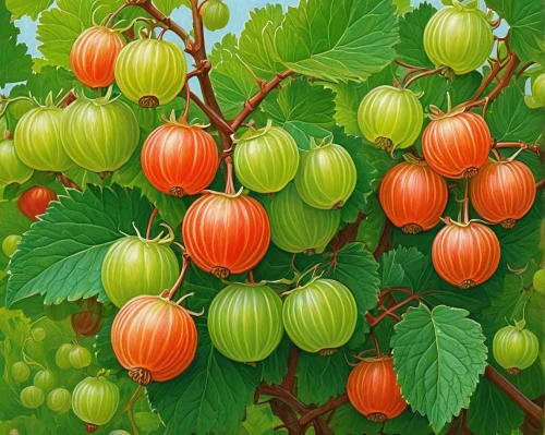 european gooseberries,chinese lantern plant,gooseberries,indian gooseberry,red gooseberries,chinese gooseberry,physalis,naranjilla,exotic cape gooseberry,indian jujube,physalis peruviana,fruit bush,strawberry tree,gooseberry family,physalis alkekengi,schisandraceae,cape gooseberry,fruits plants,tangerine fruits,solanaceae,Conceptual Art,Daily,Daily 25