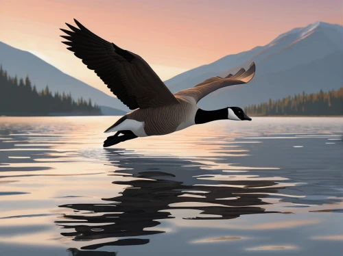 canadian goose,canada goose,canada geese,geese flying,gooseander,bird illustration,goose game,tundra swan,goose,wild goose,waterfowl,bird painting,nile goose,snow goose,water fowl,tula fighting goose,geese,anatidae,eagle illustration,a pair of geese,Conceptual Art,Daily,Daily 35