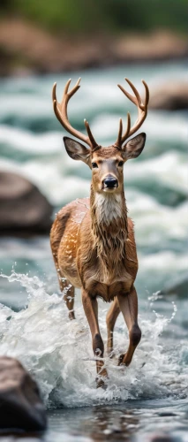 european deer,male deer,deer in tears,pere davids deer,deers,whitetail,buck antlers,red deer,elk,deer,pere davids male deer,white-tailed deer,jackalope,stag,whitetail buck,caribou,young-deer,hare of patagonia,wildlife,deer bull,Unique,3D,Panoramic