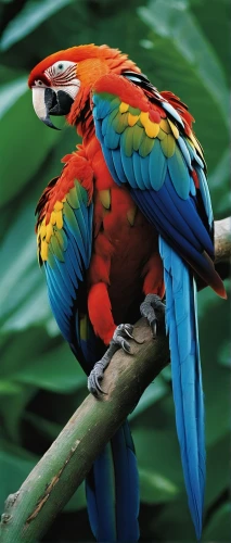 macaw hyacinth,beautiful macaw,scarlet macaw,light red macaw,guacamaya,macaws of south america,macaw,macaws blue gold,blue macaw,rosella,blue and gold macaw,couple macaw,macaws,toco toucan,moluccan cockatoo,rainbow lory,blue and yellow macaw,tropical bird,tucano-toco,colorful birds,Photography,Documentary Photography,Documentary Photography 15