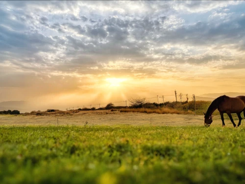 arabian horses,arabian camel,arabian horse,equine,beautiful horses,quarterhorse,wild horse,wild horses,wild spanish mustang,pasture,mustang horse,steppe,horse herder,equines,nature of mongolia,grassland,desert landscape,pastures,desert desert landscape,horseback riding