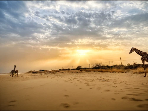 two giraffes,namibia,doñana national park,giraffes,camels,libyan desert,walvisbay,south africa,africa,arabian horses,giraffe,arabian camel,namib rand,zebra crossing,camelride,shadow camel,dunes national park,namib desert,south australia,capture desert