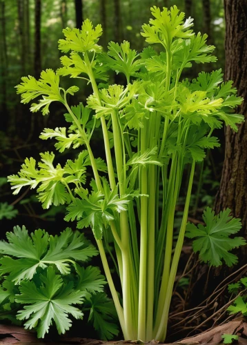 celery plant,wild celery,shrub celery,sweet cicely,garden angelica,heracleum (plant),parsley leaves,celery stalk,veratrum,chervil,bloodrootsanguinaria canadensis,trollius download,chinese celery,parsley family,anemone sylvestris,podophyllum peltatum,umbelliferae,filipendula ulmaria,parsley,redwood sorrel,Art,Classical Oil Painting,Classical Oil Painting 31