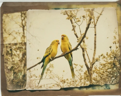 golden parakeets,goldfinches,bird couple,passerine parrots,birds on a branch,parrot couple,canaries,sun parakeet,yellow-green parrots,yellow parakeet,old world oriole,polaroid,yellowhammer,finches,songbirds,photograph album,budgies,birds on branch,finch in liquid amber,rare parrots,Photography,Documentary Photography,Documentary Photography 03