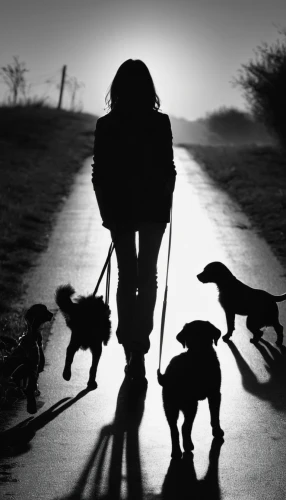 dog walker,walking dogs,dog walking,animal silhouettes,walk with the children,service dogs,gordon setter,silhouettes,herding dog,street dogs,pont-audemer spaniel,hunting dogs,silhouetted,stray dogs,pied piper,beauceron,women silhouettes,halloween silhouettes,animal welfare,dog-photography,Illustration,Black and White,Black and White 33