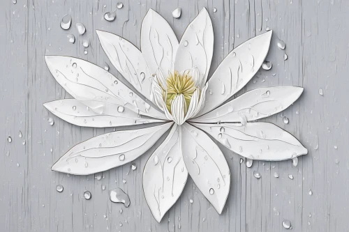 white water lily,white plumeria,white lily,fragrant white water lily,wood daisy background,white passion flower,flower of water-lily,flannel flower,star magnolia,flower painting,rain lily,lotus leaf,white floral background,lotus png,snowflake background,star magnolia fin the rain,white blossom,white magnolia,water flower,white flower,Illustration,Black and White,Black and White 32