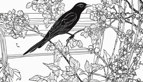 line art birds,flower and bird illustration,brewer's blackbird,an ornamental bird,coloring pages,coloring page,garden bird,bird illustration,ornamental bird,magpie,old world oriole,blackbird,bird drawing,garden birds,passerine,bird robin,botanical line art,passerine bird,thrush,currawong,Illustration,Black and White,Black and White 24