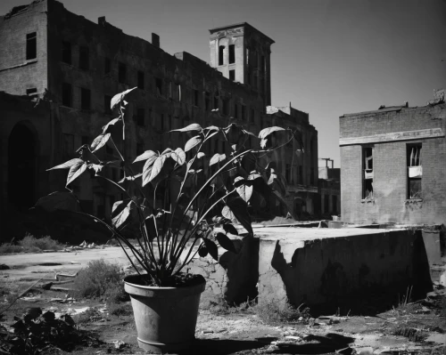 marrakech,edfu,karnak,caravanserai,oradour sur glane,sugar plant,marrakesh,ait ben haddou,water plant,bari,old factory,in madaba,oradour-sur-glane,potted plants,century plant,blackandwhitephotography,lostplace,qasr al watan,czarnuszka plant,ouarzazate,Photography,Black and white photography,Black and White Photography 08