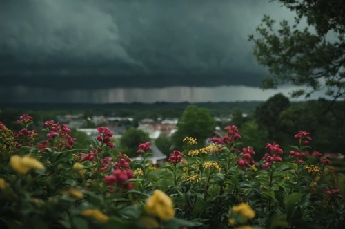 thunderstorm,nature's wrath,storm clouds,rainstorm,rain clouds,tornado,rain cloud,a thunderstorm cell,tornado drum,storm,raincloud,monsoon,stormy clouds,thundercloud,pouring,mother nature,stormy sky,thunderclouds,shelf cloud,flowery branch,Photography,General,Cinematic