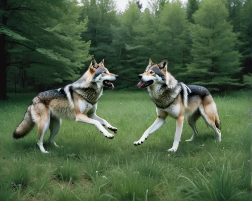 huskies,saarloos wolfdog,two wolves,czechoslovakian wolfdog,two running dogs,wolf couple,wolfdog,canis lupus,wolves,canis lupus tundrarum,hunting dogs,german shepards,kunming wolfdog,canines,canidae,sakhalin husky,wolf hunting,wolf pack,northern inuit dog,flying dogs,Photography,Documentary Photography,Documentary Photography 07