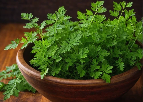 parsley leaves,chervil,gremolata,parsley,coriander,summer savory,real coriander,stevia rebaudiana,dulcimer herb,stevia,parsley family,aromatic herbs,cilantro,winter savory,fenugreek,garden herbs,motherwort,aromatic herb,ruprecht herb,culinary herbs,Conceptual Art,Daily,Daily 02