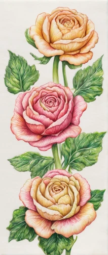 watercolor roses,rose flower illustration,roses pattern,watercolor roses and basket,garden roses,rose flower drawing,dog-roses,rose roses,noble roses,fabric roses,watercolor flowers,rose png,watercolour flowers,floral border paper,esperance roses,flowers png,apple-rose,watercolor pencils,flower painting,rose drawing,Conceptual Art,Daily,Daily 17