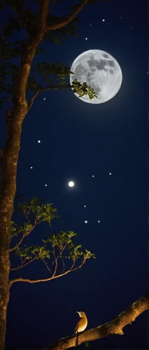 moon and star background,moonlit night,night scene,moon and star,world digital painting,moon night,stars and moon,hanging moon,jupiter moon,moonlit,the night of kupala,digital painting,crescent moon,the moon and the stars,night stars,clear night,moon at night,the night sky,night image,night sky,Photography,Documentary Photography,Documentary Photography 12