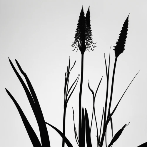 ornamental grass,feather bristle grass,pennisetum,cattails,grasses in the wind,bulrush,poaceae,kniphofia,grasses,silver grass,hare tail grasses,foxtail lily,grass fronds,reeds,reed grass,sweet grass plant,cattail,north sea oats,wheat grasses,long grass,Illustration,Black and White,Black and White 33