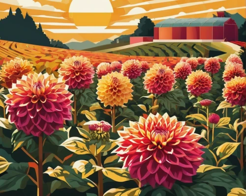 dahlias,vancouver dahlia,pink dahlias,dahlia flowers,dahlia dahlia,tulip field,flower field,dahlia bloom,tulip fields,dahlia,sunflower field,filled dahlias,chrysanthemum exhibition,pompom dahlia,dahlia pinata,blooming field,orange dahlia,tulips field,flowers field,star dahlia,Illustration,Vector,Vector 17