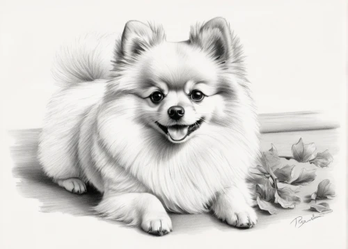 german spitz klein,german spitz mittel,german spitz,pomeranian,american eskimo dog,japanese spitz,finnish lapphund,swedish lapphund,keeshond,dog drawing,indian spitz,samoyed,eurasier,pet portrait,dog illustration,canadian eskimo dog,pekingese,schipperke,icelandic sheepdog,tibetan spaniel,Illustration,Black and White,Black and White 30