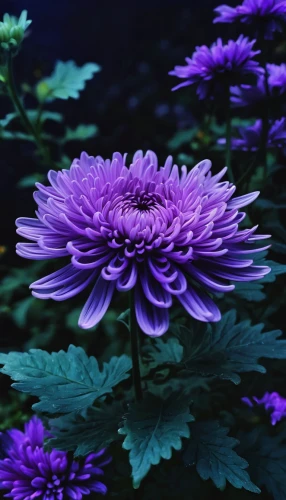 purple chrysanthemum,violet chrysanthemum,blue chrysanthemum,purple dahlia,chrysanthemum background,purple dahlias,purple daisy,purple flower,dahlia purple,chrysanthemum,senetti,siberian chrysanthemum,flower purple,purple wallpaper,celestial chrysanthemum,garden chrysanthemum,purple flowers,korean chrysanthemum,anemone purple floral,chrysanthemum flowers,Conceptual Art,Fantasy,Fantasy 14