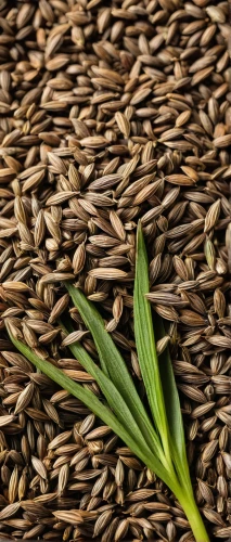 sprouted wheat,caraway seeds,wild rice,flax seed,seed wheat,durum wheat,linseed,einkorn wheat,grass seeds,psyllium seed husks,fennel seeds,wheat germ oil,wheat germ grass,khorasan wheat,rice seeds,spikelets,freekeh,black salsify,fregula,dried grass,Photography,Fashion Photography,Fashion Photography 14