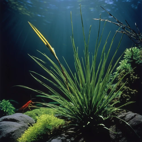 aquatic plants,aquatic plant,sea arrowgrass,aquatic herb,underwater landscape,hornwort,aquarium decor,charophyta,freshwater aquarium,fishtail palm,sweet grass plant,aquarium fish feed,elymus repens,underwater background,water plants,pennisetum,pond plants,grass fronds,fennel pondweed,sea life underwater,Photography,Documentary Photography,Documentary Photography 15