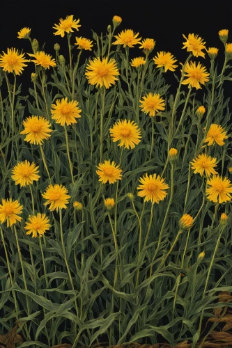 sand coreopsis,yellow daisies,sun daisies,rudbeckia,rudbeckia fulgida,euryops pectinatus,helianthus tuberosus,helianthus,rudbeckia nitida,rudbeckia nidita,arnica montana,euryops,flowers png,helenium,argyranthemum frutescens,helianthus occidentalis,crepis paludosa,xerochrysum bracteatumm,helianthus annuus,tanacetum,Art,Classical Oil Painting,Classical Oil Painting 43