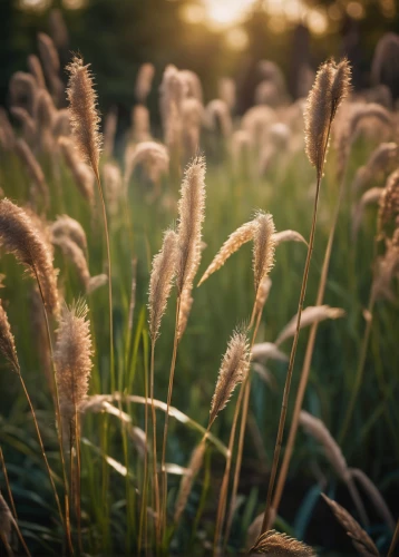 reed grass,grasses in the wind,wheat grasses,silver grass,wheat germ grass,grasses,phragmites,long grass,sweet grass,pennisetum,feather bristle grass,wheat ears,ornamental grass,hare tail grasses,blooming grass,grass blossom,grass grasses,sweet grass plant,dried grass,foxtail,Photography,General,Cinematic