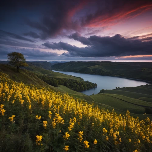 rapeseed field,northern ireland,rapeseed flowers,field of rapeseeds,isle of skye,yorkshire,scotland,ireland,northumberland,isle of mull,north yorkshire,rapeseed,landscape photography,dorset,aberdeenshire,donegal,cornwall,wales,north yorkshire moors,scottish highlands,Art,Artistic Painting,Artistic Painting 37