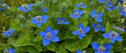 siberian bugloss,lobelia,glechoma hederacea,glebionis coronaria,borage family,borage,blue flowers,borago officinalis,nepeta racemosa,jasione montana,gentian family,gilia tricolor,gentian,forget-me-not,blue flax,blue flower,blue bonnet,perennial flax,forget-me-nots,forget me nots,Illustration,Abstract Fantasy,Abstract Fantasy 07