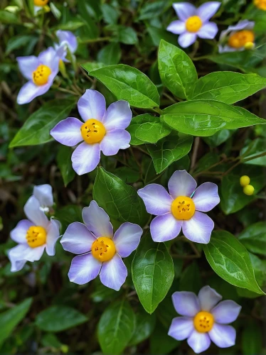 flowering shrub,fragrant flowers,jasmin-solanum,alstroemeriaceae,solanum jasminoides,tecoma grandiflora,jasmine-flowered nightshade,flowers in may,brazilian jasmine,lecythidaceae,flower jasmine,early summer flowers,small flowers,indian jasmine,jasmine flowers,leaves flowers,daphne flower,primrose jasmine,a beautiful jasmine,summer jasmine,Illustration,Paper based,Paper Based 26