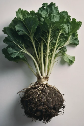 kohlrabi,skirret,pak-choi,celeriac,brassica oleracea var,brassica rapa,sugar beet,sea kale,wild cabbage,savoy cabbage,celery roots,lacinato kale,root vegetable,kale,chinese cabbage,rapini,cruciferous vegetables,root crop,swiss chard,brassica,Photography,Documentary Photography,Documentary Photography 08