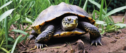 galápagos tortoise,common map turtle,map turtle,terrapin,red eared slider,tortoise,box turtle,land turtle,trachemys scripta,pond turtle,eastern box turtle,ornate box turtle,macrochelys,cyclura nubila,painted turtle,turtle,trachemys,gopher tortoise,snapping turtle,tortoises,Illustration,Black and White,Black and White 15