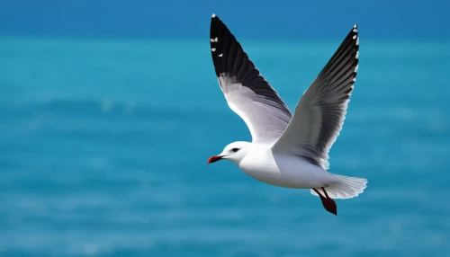 fairy tern,seagull in flight,ring-billed gull,flying tern,sea-gull,sandwich tern,indian sea gull,black-winged kite,sea swallow,ring billed gull,pacific gull,seagull,silver tern,laughing gull,tern,forster s tern,whiskered tern,flying common tern,seabird,black tern,Art,Classical Oil Painting,Classical Oil Painting 04