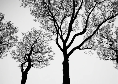 bare trees,deciduous trees,trees,halloween bare trees,walnut trees,tree branches,the trees,beech trees,birch trees,plane trees,of trees,row of trees,branches,tree tops,bare tree,saplings,two oaks,deciduous tree,tree canopy,the branches,Illustration,Black and White,Black and White 33