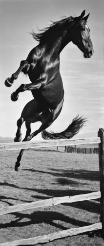 gallop,black horse,horse running,horseman,equitation,man and horses,galloping,horsemanship,gallops,play horse,horse-heal,horse free,reining,equine,jumping jack,horsepower,camargue,showjumping,equestrian vaulting,vintage horse,Photography,Black and white photography,Black and White Photography 10