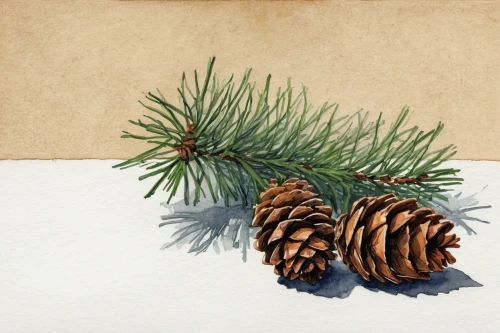 watercolor pine tree,pine needles,fir needles,douglas fir cones,pine cones,balsam fir,fir tree decorations,spruce cones,conifer cones,fir-tree branches,pine cone,fir branches,nordmann fir,pine branch,pine branches,pine tree,fir trees,pinecones,fir cone,canadian fir,Illustration,Paper based,Paper Based 05