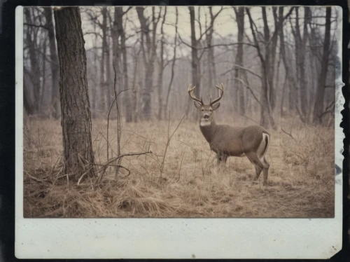 whitetail,whitetail buck,male deer,bucks,white-tailed deer,bull elk on lateral moraine,antler velvet,young-deer,buck antlers,free deer,red deer,pere davids male deer,elks,winter deer,buck,deer bull,elk reposing on lateral moraine,deers,cervus elaphus,deer,Photography,Documentary Photography,Documentary Photography 03