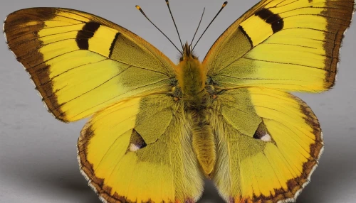 colias croceus,colias hyale,colias sareptensis,yellow butterfly,colias,dryas julia,euphydryas,hesperia (butterfly),cloudless sulphur,melanargia,orange sulphur,chloris chloris,brush-footed butterfly,melanargia galathea,glass wing butterfly,dryas iulia,limenitis,palamedes swallowtail,papilio machaon,lepidoptera,Photography,Artistic Photography,Artistic Photography 09