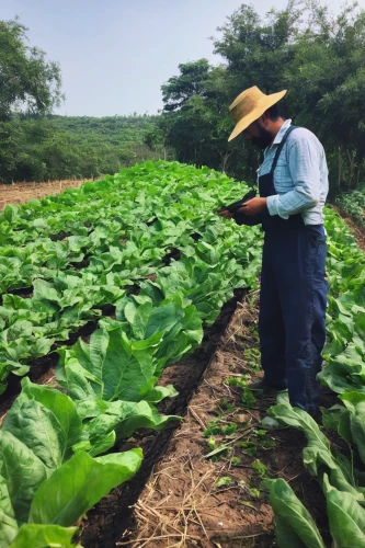 pak-choi,stock farming,sweet potato farming,agroculture,tobacco leaves,tona organic farm,picking vegetables in early spring,chinese cabbage,chinese cabbage young,farmworker,kangkong,poblano,agricultural use,agricultural,cucumis,vegetable field,tobacco bush,honduras lempira,farm workers,chiles en nogada,Photography,Documentary Photography,Documentary Photography 30