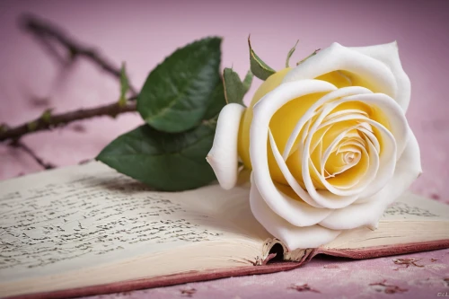 yellow rose background,bookmark with flowers,white rose,romantic rose,yellow rose,flower rose,gold yellow rose,porcelain rose,rose flower,paper flower background,cream rose,yellow orange rose,rose flower illustration,bicolored rose,pink rose,paper rose,rose bouquet,white mexican rose,rose bloom,rose arrangement,Photography,Documentary Photography,Documentary Photography 26