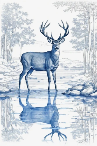 deer illustration,deer drawing,winter deer,pere davids deer,stag,cervus elaphus,european deer,manchurian stag,male deer,bull moose,buffalo plaid deer,deers,deer in tears,buffalo plaid antlers,deer,antler velvet,deer bull,caribou,whitetail,fallow deer,Unique,Design,Blueprint